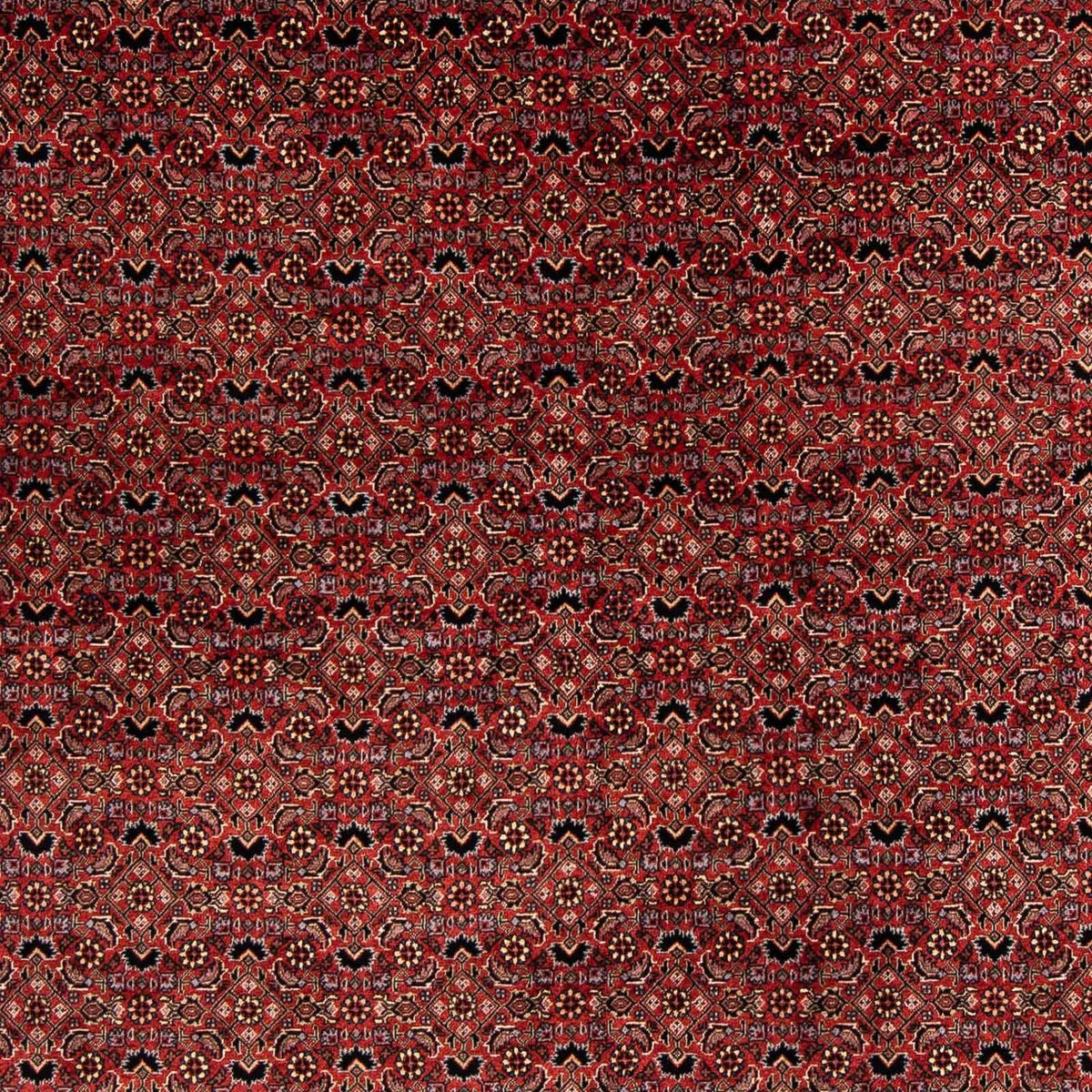 Alfombra persa - Bidjar cuadrado  - 200 x 197 cm - rojo oscuro