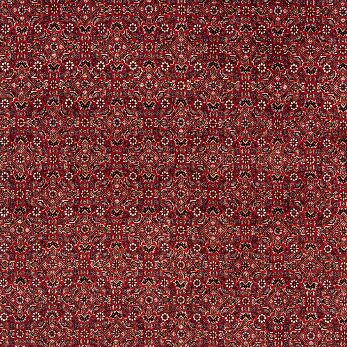 Alfombra persa - Bidjar cuadrado  - 205 x 205 cm - rojo oscuro