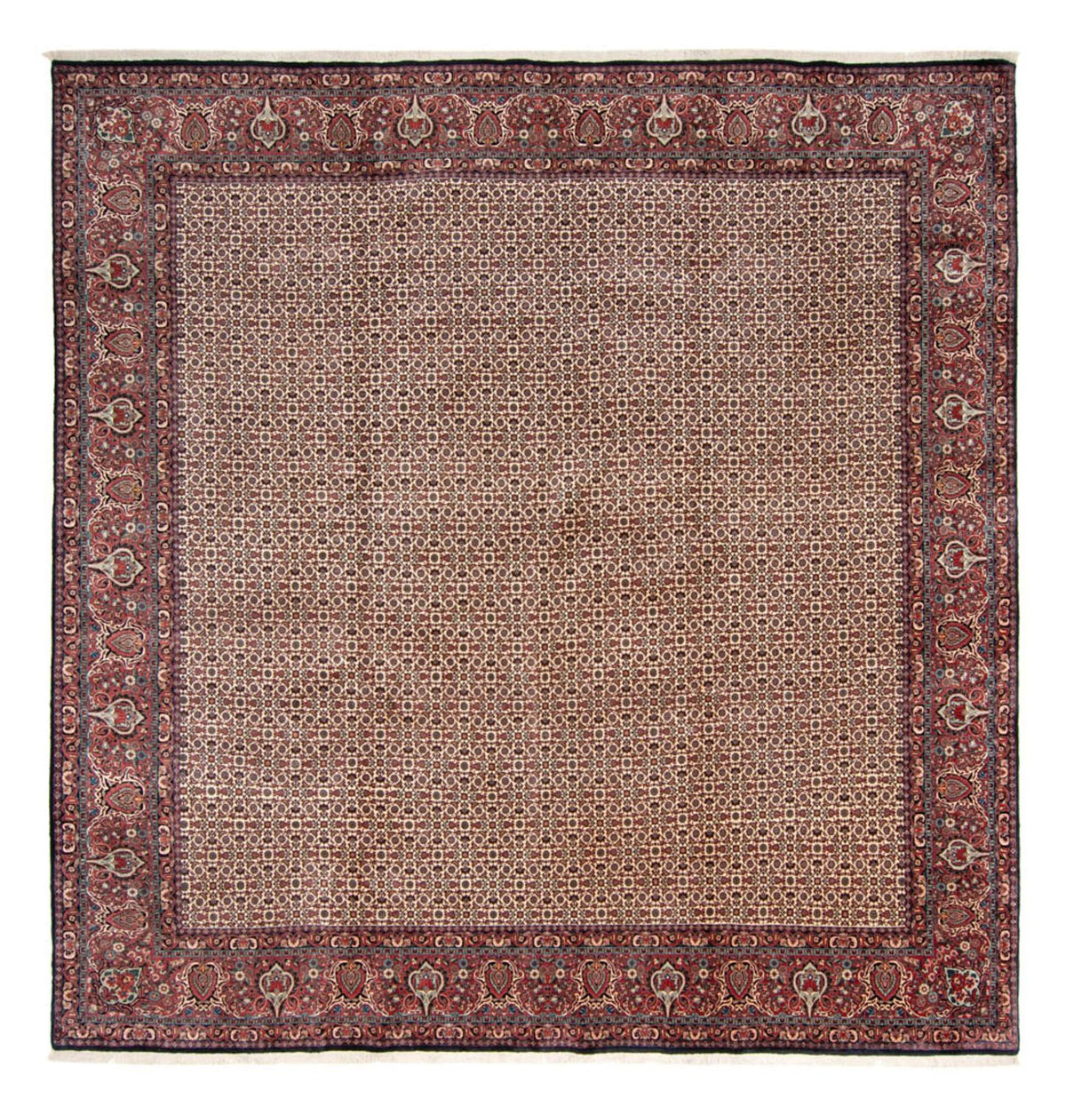 Alfombra persa - Bidjar cuadrado  - 366 x 348 cm - beige